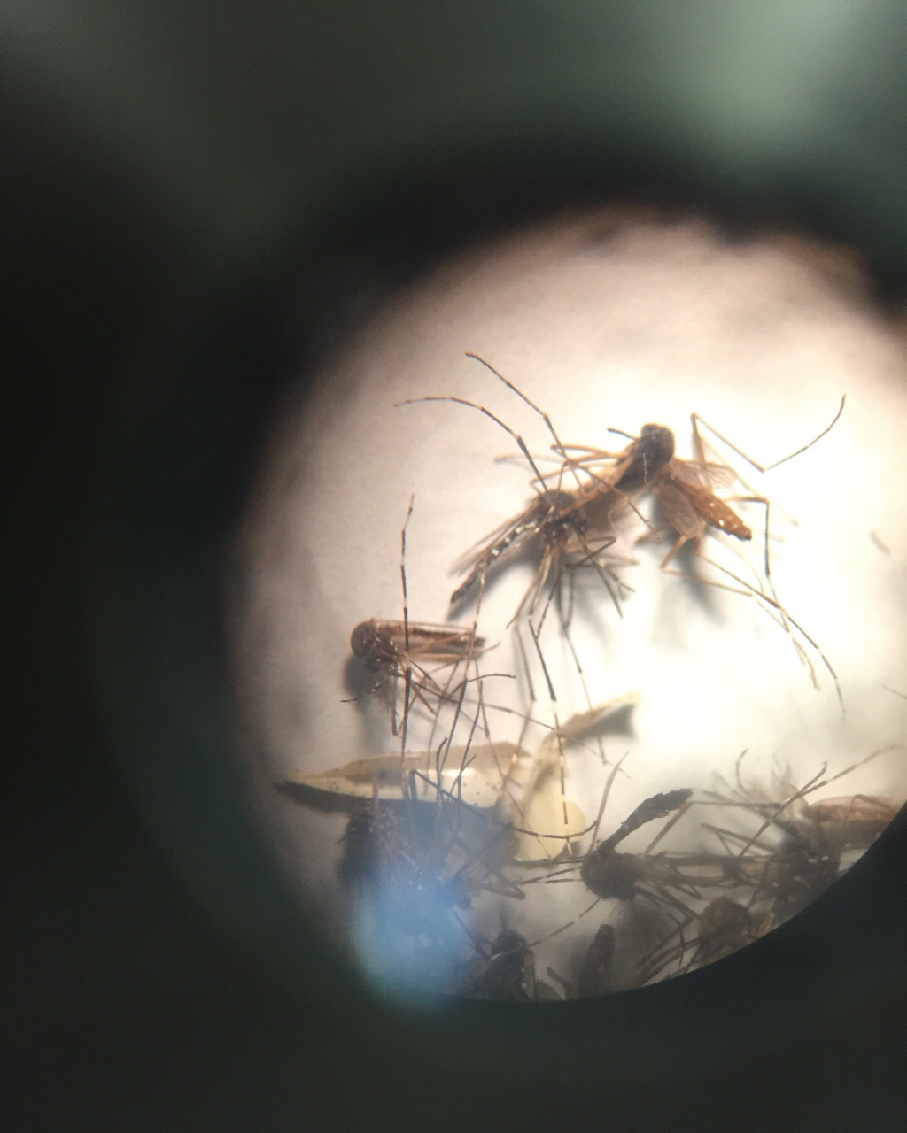 The mosquito Aedes Aegypti as seen through a microscope. The main culprit in the spread of Zika as well as other viruses