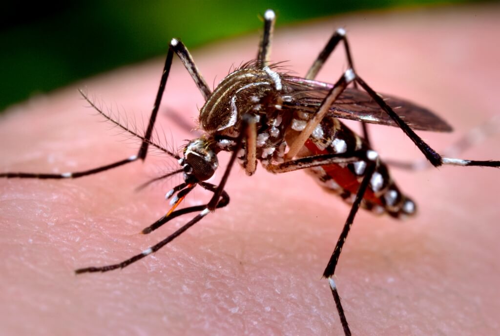 Zika virus is transmitted by mosquitoes and typically causes mild flu-like symptoms when it causes symptoms at all. In 2015 the virus began infecting unprecedented numbers of people in Brazil and then spread throughout the Americas