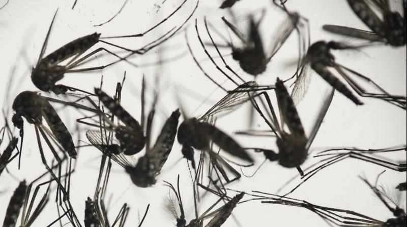 Samples of Aedes aegypti mosquitoes responsible for transmitting dengue and Zika sit in a petri dish at the Fiocruz Institute in Recife Pernambuco state Brazil