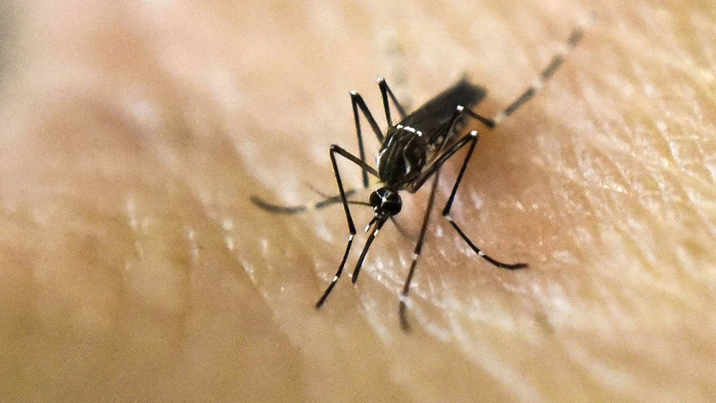 WHO declares health emergency for Zika virus