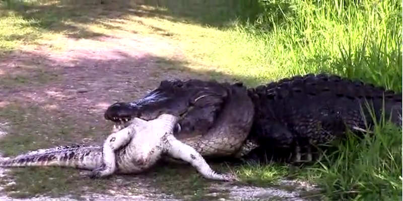 Huge alligator eats a smaller alligator