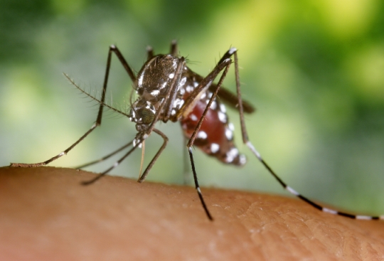 Centers for Disease Control and Prevention. This mosquito species and a similar one Aedes aegypti are known to transmit the Zika virus. (Courtesy of Jam