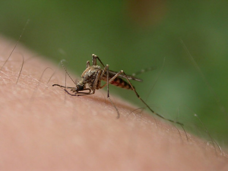 10 cases of Zika virus confirmed in Fiji