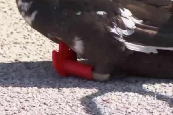 Injured duck gets new feet