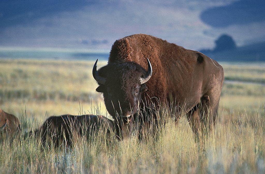 A North American bison in Glacier National Park Montana