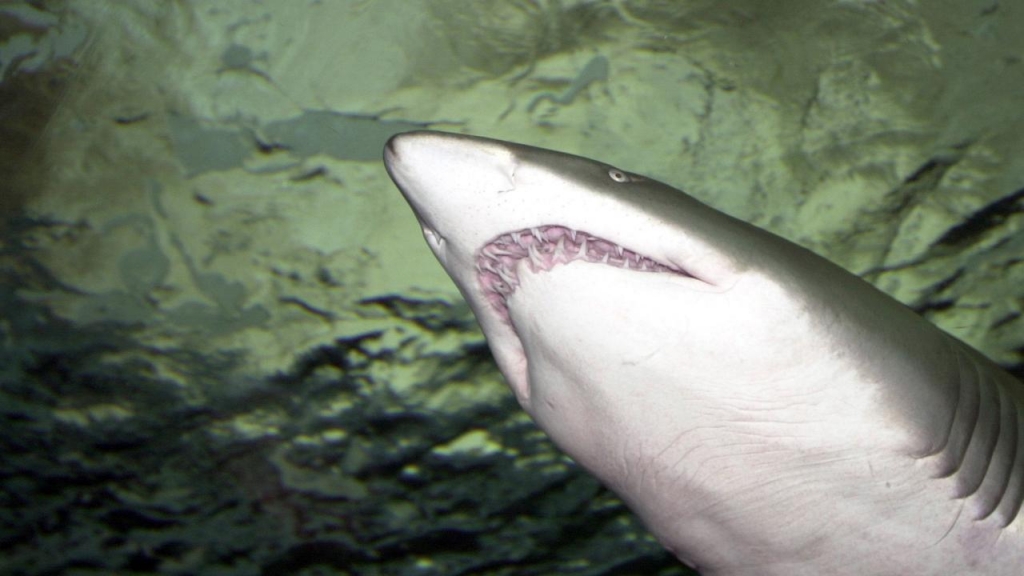 A US woman has reportedly been taken to hospital after a shark bite- with the shark still attached