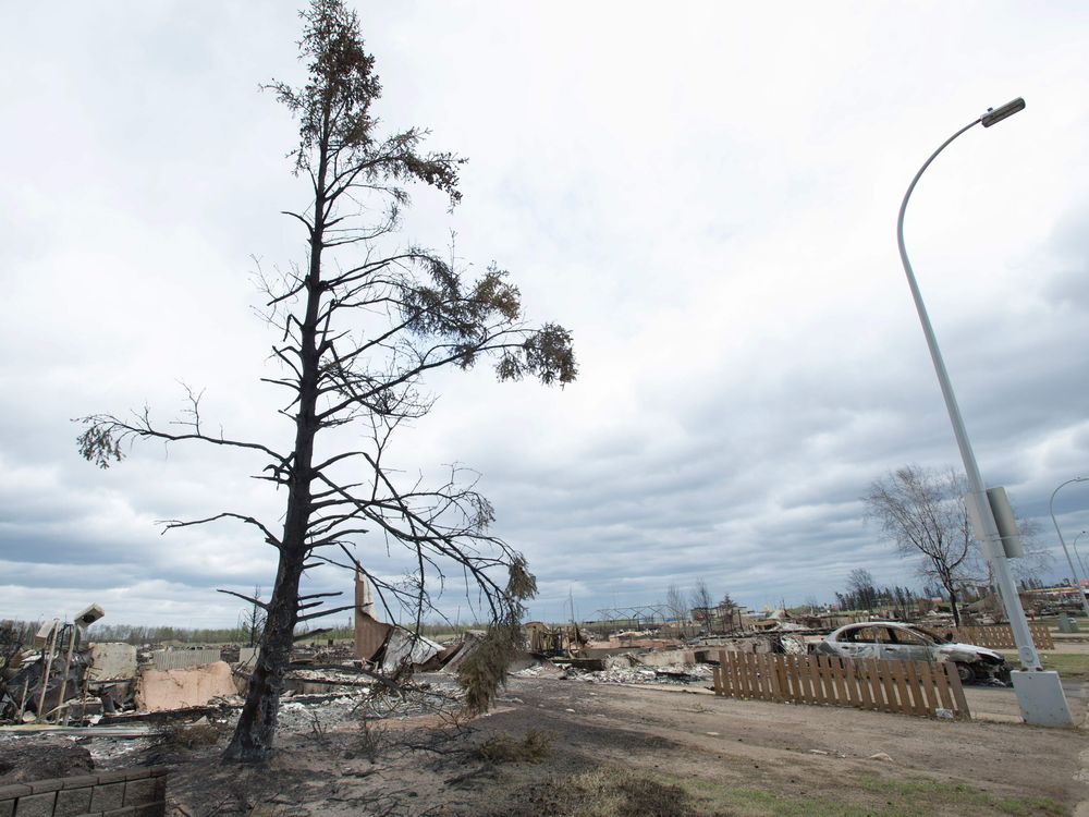 A charred tree is seen in the foreground in the Beacon Hill neighbourhood in Fort McMurray Alberta