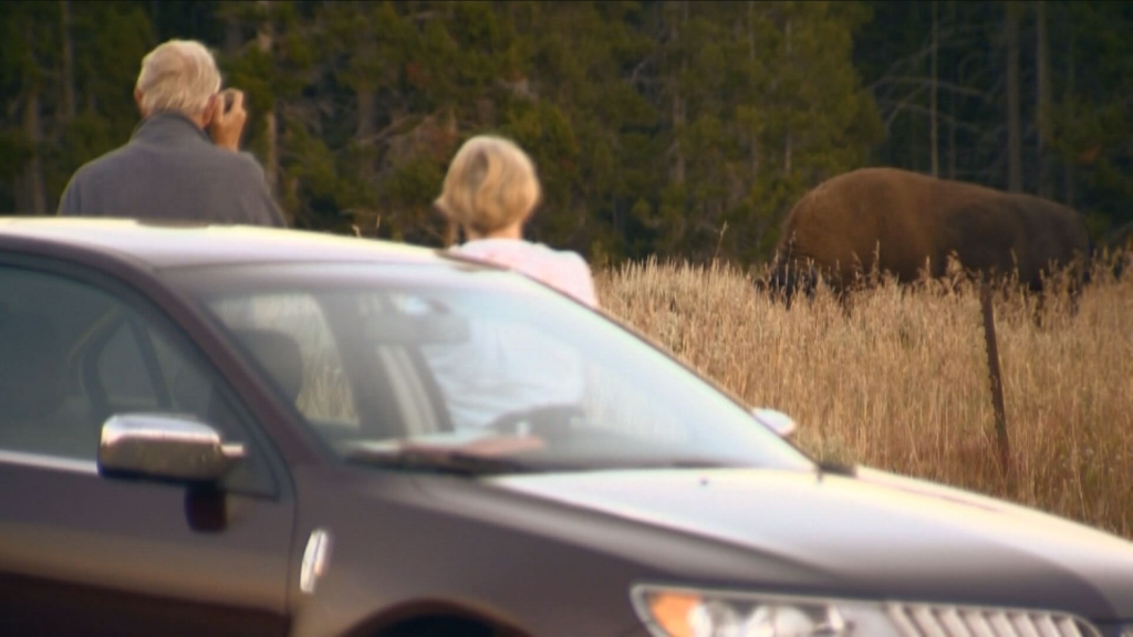 A couple observes a bison