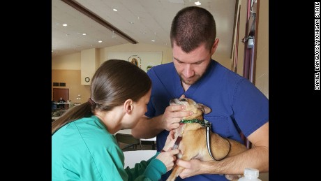 A veterinary team from Michigan State draws blood from a dog in Flint Michigan to test for lead levels