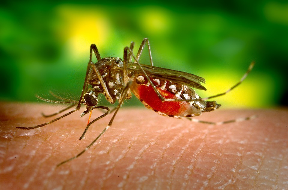 Aedes aegypti mosquito is the causative agent of Zika fever and Dengue fever Credit Pixabay