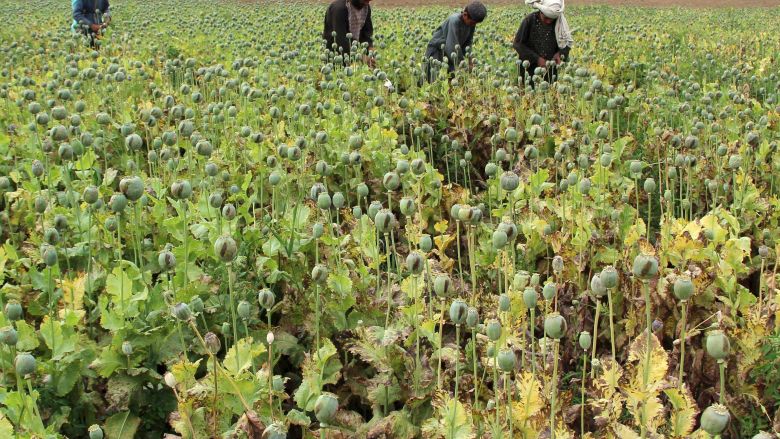 Afghan farmers work on a poppy field in the Gereshk district of Helmand province Afghanistan. Taliban insurgents attacked police checkpoints on the outskirts of Lashkar Gah the main city of the southern Afghan province of Helmand early on Sunday ending