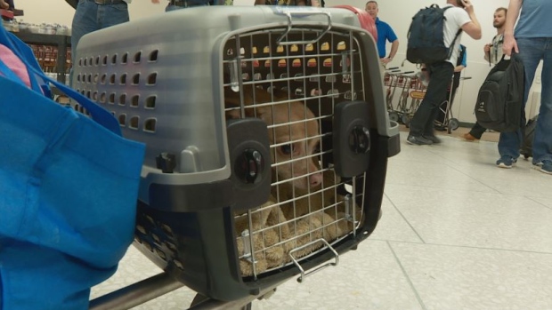 Evacuees fleeing the wildfire in Fort McMurray Alta. took to Edmonton International Airport with pets and any other belongings they managed to pack