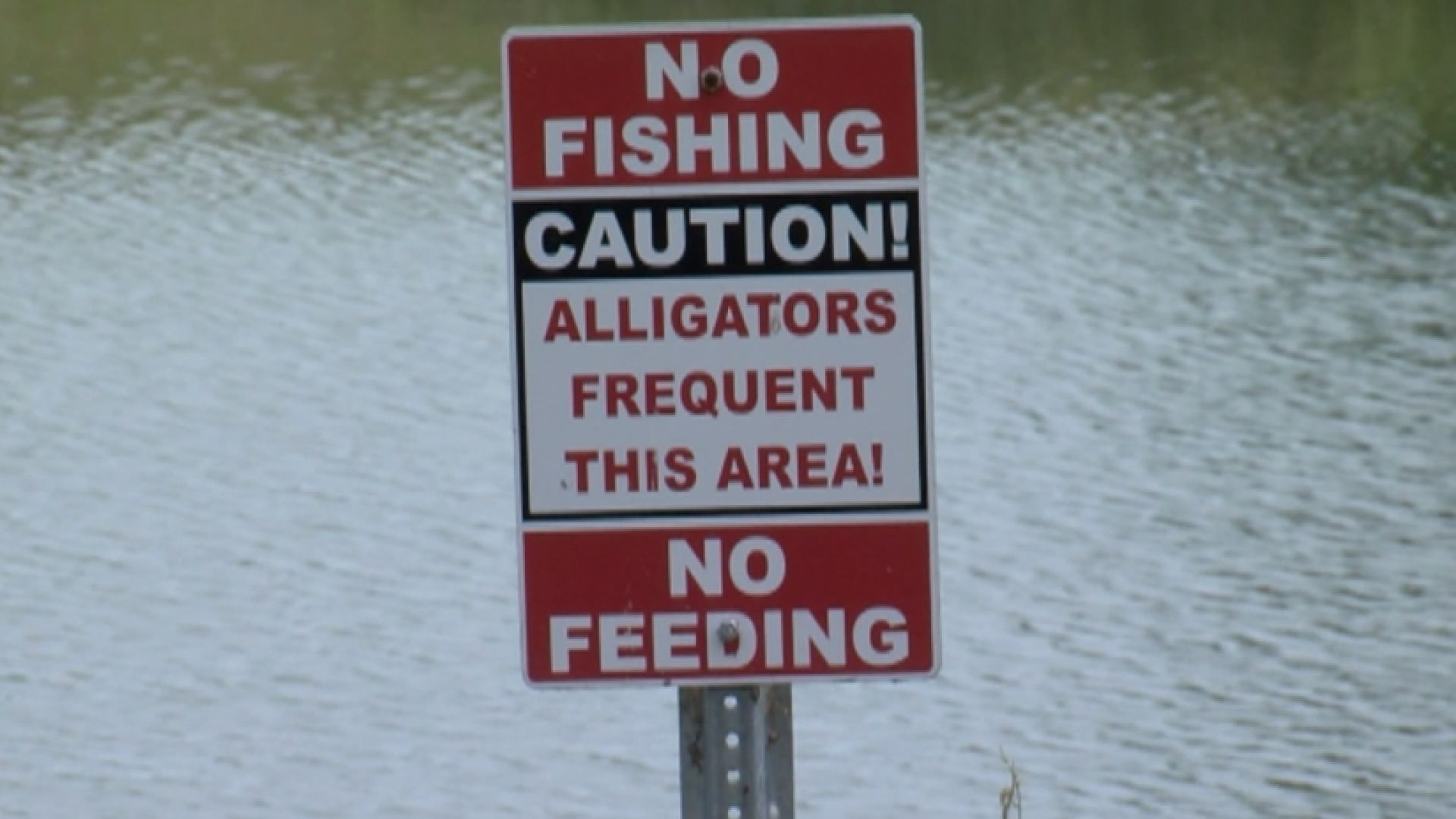 Alligator attacks man fleeing Florida police taking off his hand and part of his arm. WFLA