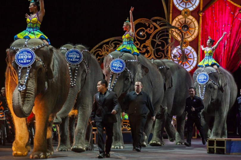 Elephants to perform for final time at Ringling Bros. circus