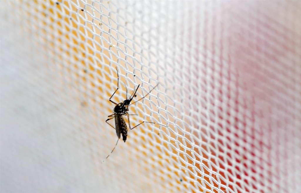 Image An aedes aegypti mosquitoes is seen in The Gorgas Memorial institute for Health Studies laboratory as they conduct a research on preventing the spread of the Zika virus and other mosquito-borne diseases in Panama City