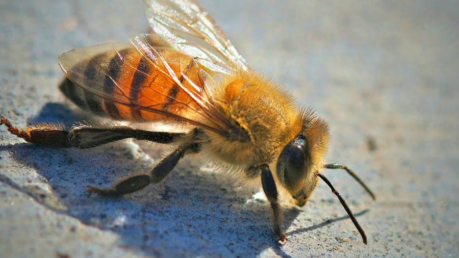 Angry bees force cops to bar walkers from Concord neighborhood