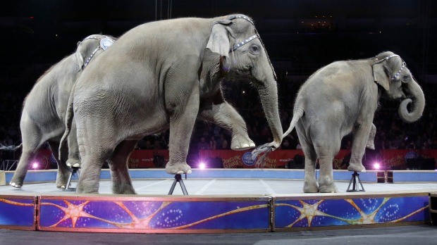 Asian elephants perform for the final time in the Ringling Bros and Barnum & Bailey Circus in Providence Rhode Island