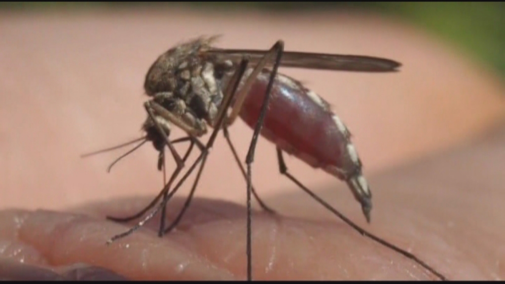 More than 400 cases of the Zika virus have been reported in the United States from people traveling into affected areas 12 of those are in Virginia. Summer means increased mosquitoes and that will lead to a better chance of the virus spreading