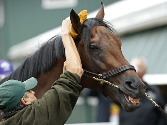 Kentucky Derby winner Nyquist receives a bath after a training session for the 141st Preakness Stakes at Pimlico Race Course