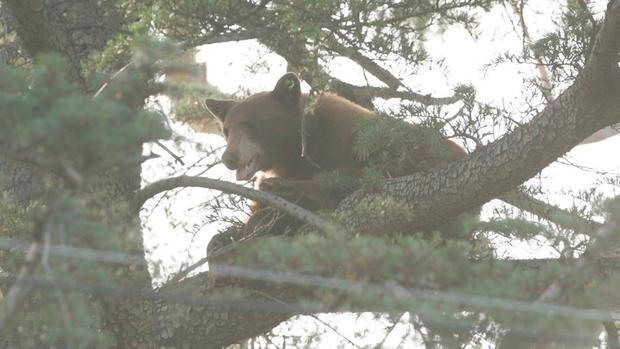 Bear spotted in a tree near two Rancho Cucamonga Schools