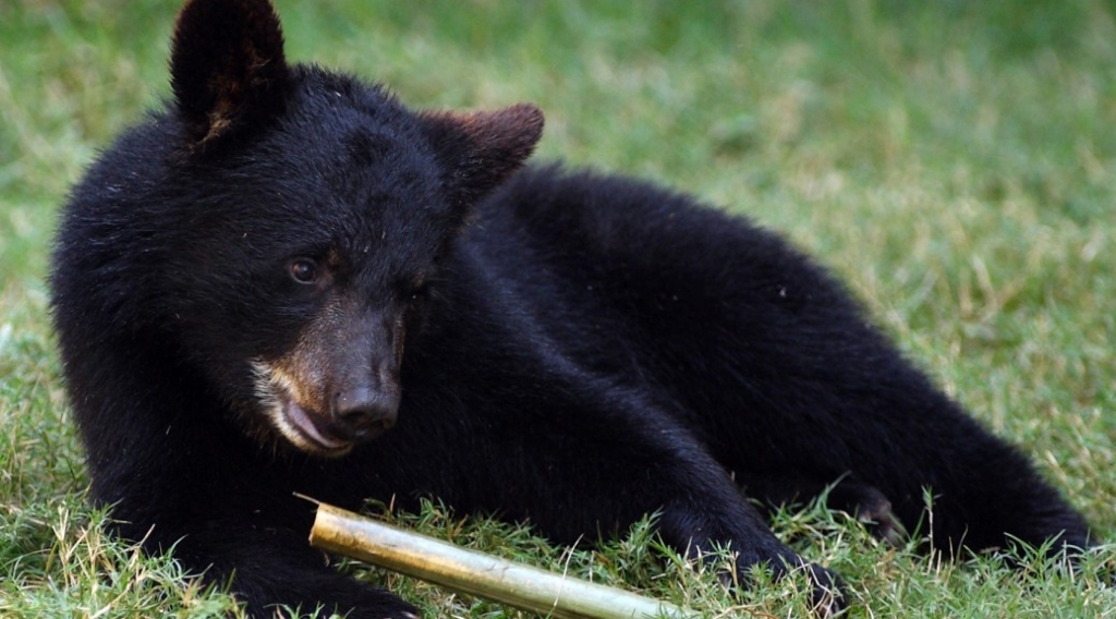 Video Shows Firefighters, Deputies Coaxing Small Bear Out of Colorado Apartment