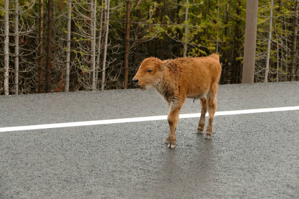 Lessons from a Baby Bison's Death Don't. Touch. Wildlife