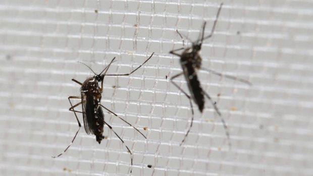 Spain gets first case of Zika-related brain defect in a foetus