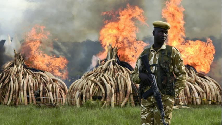 Kenya Burns 100 Tons Of Elephant Ivory Rhino Horn In Poaching Protest