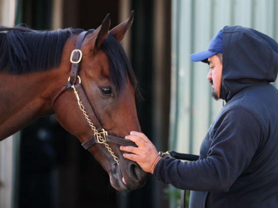 Kentucky Derby winner Nyquist gets a bath after training for the Preakness Stakes at Pimlico Race Course on Monday in Baltimore