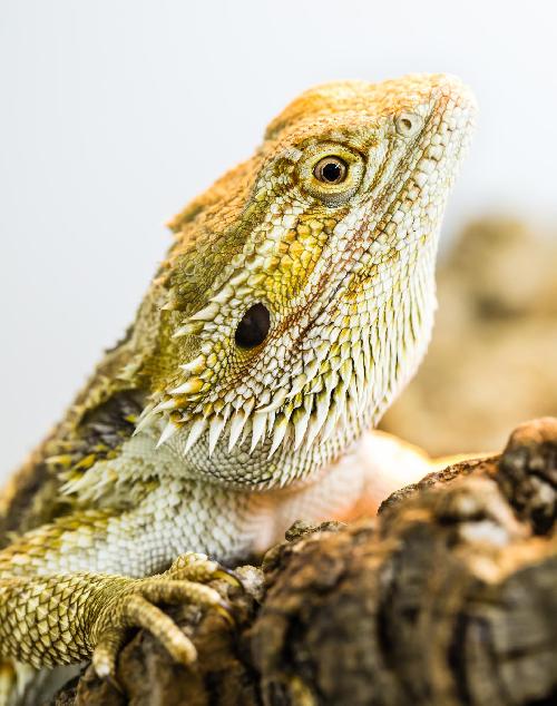 Reptiles share sleep patterns with mammals and birds after all