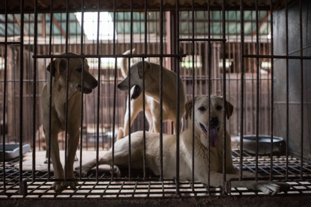 Dogs in a cage at a dog farm