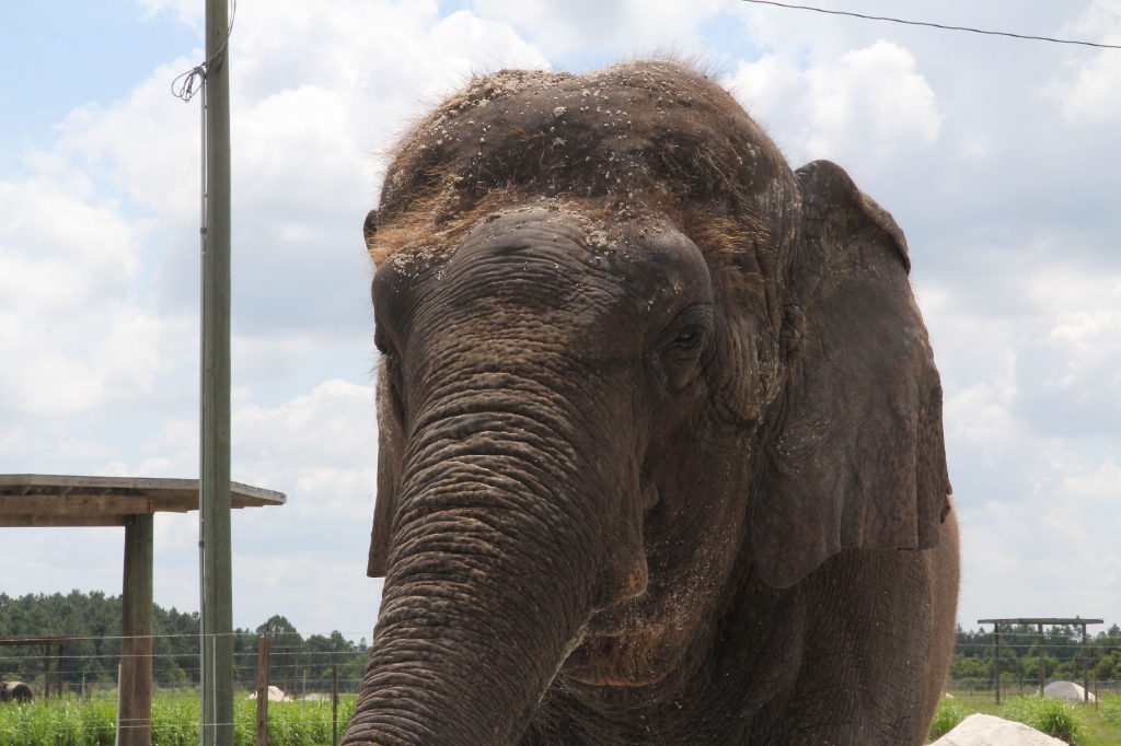 Elephants once used by the Ringling Bros. live out their retirement years on a 200 acre tract of land in rural central Florida halfway between Orlando and Sarasota. The sanctuary houses 29 elephants but expects 13 more by 2018 after Ringling Bros. decid