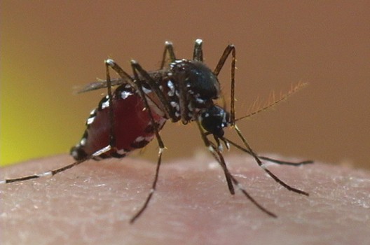 A new threat the Asian Tiger Mosquito can transmit the Zika virus as well as other diseases primarily bites during daylight hours and can survive cold northern winters. It is one of the peskiest types of mosquitoes raising fears from health authorities