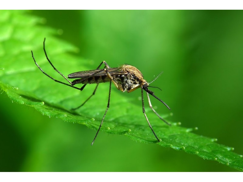 Florida Zika Virus Cases Toll Tops 100