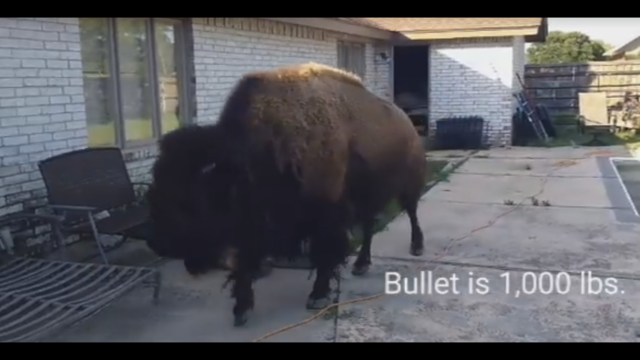 Do you need a bison? This one is tame and looking for a home