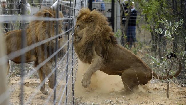 Former circus lions play after being released into an enclosure at Emoya Big Cat Sanctuary