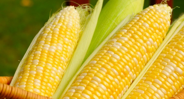 GMO crops Danger or bad rap