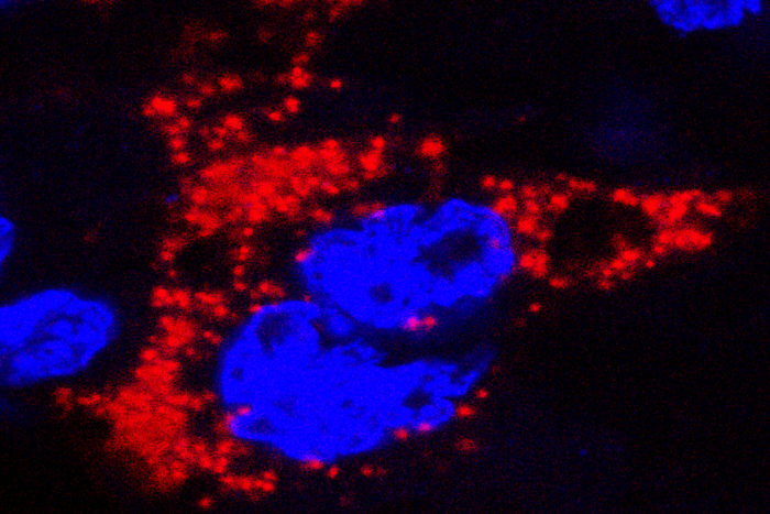 Zika virus marked with red infects a mouse placenta. The nuclei of the placental cells are marked blue