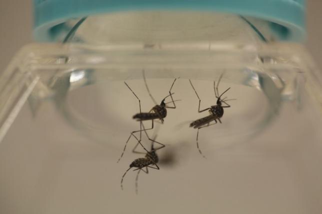 Aedes aegypti mosquitoes are seen at the Laboratory of Entomology and Ecology of the Dengue Branch of the U.S. Centers for Disease Control and Prevention in San Juan