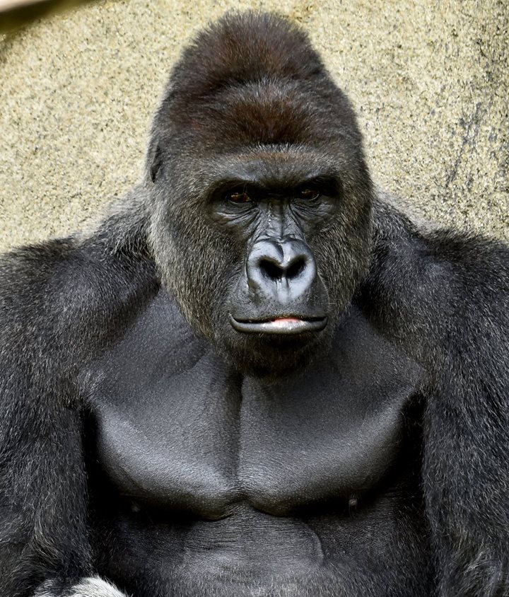 Harambe a 17-year-old gorilla was shot dead after he grabbed a boy who fell into an enclosure at the Cincinnati Zoo