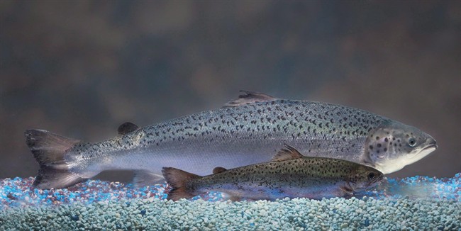 Bounty Technologies shows two same-age salmon a genetically modified salmon rear and a non-genetically modified salmon foreground. A genetically engineered salmon has been approved for sale for cons