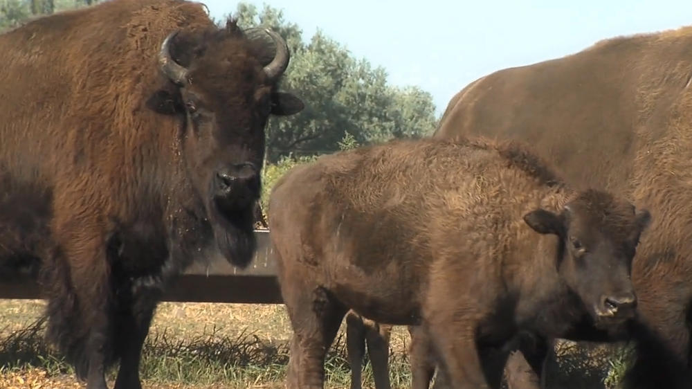 House designates bison as America's national mammal