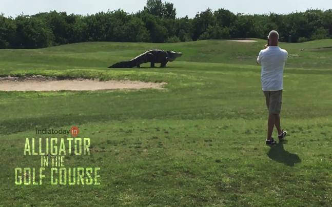 Giant alligator roams Florida golf course, man catches it on video