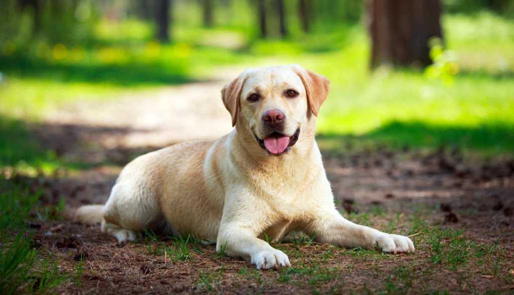 Labrador