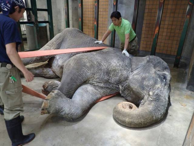 Japanese animal lovers were mourning the death of the country's oldest elephant Hanako on Friday who passed away'quietly after spending most of her 69 years in captivity