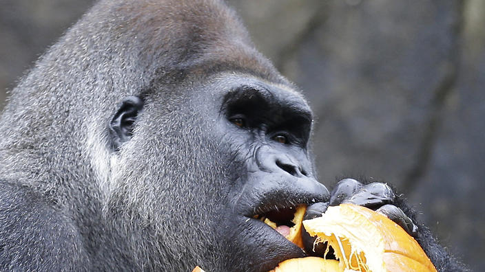 Jomo a silverback gorilla chews at the Cincinnati Zoo in Cincinnati. Another male gorilla was put down at the zoo after an attack