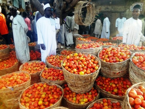 Kano's tomato traders cost of tomato jumps through the roof