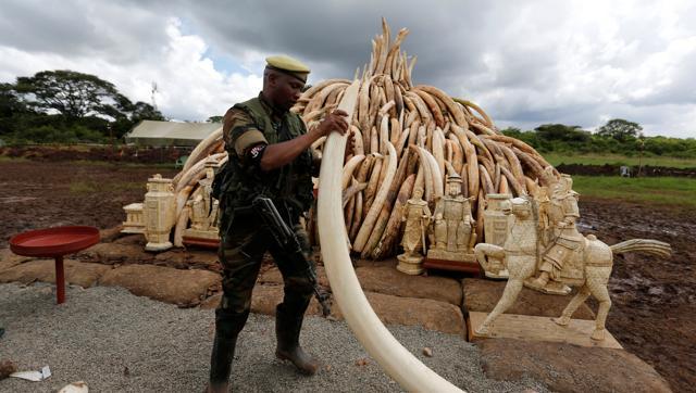 Kenya to burn huge pile of ivory tusks to protest poaching