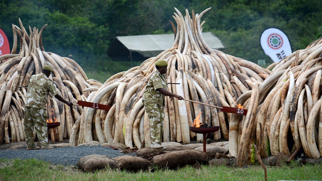 #IvoryBurn: Kenya Torches Tons of Ivory to Save Its Elephants