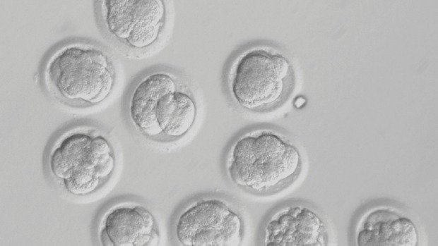 Scientists say a wealth of new information could be discovered if human embryos could be grown in a lab dish for just